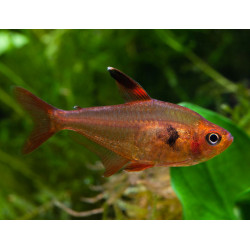 Megalamphodus sweglesi - 2.5 - 3 cm