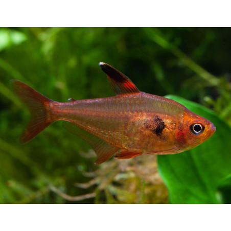 Megalamphodus sweglesi - 2.5 - 3 cm