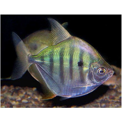 Metynnis fasciatus - 4 - 5 cm