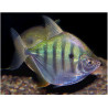 Metynnis fasciatus - 4 - 5 cm