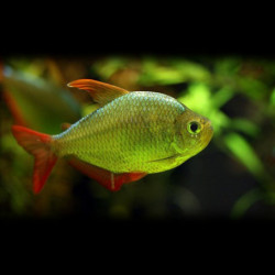 Moenkhausia columbiana gold - 3 cm