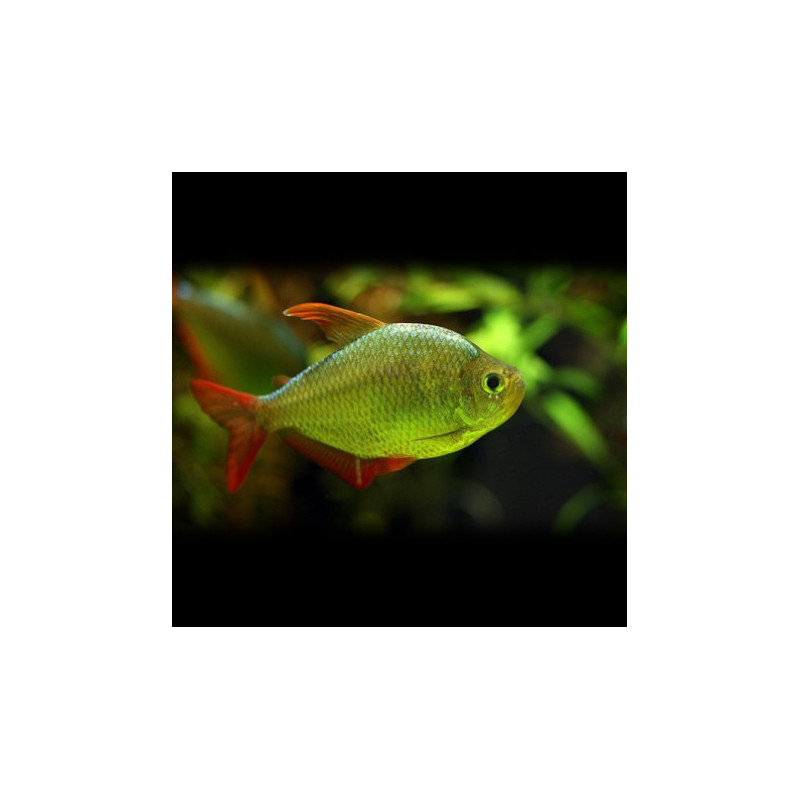 Moenkhausia columbiana gold - 3 cm