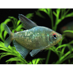 Moenkhausia pittieri - 2.5 - 3 cm