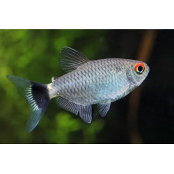 Moenkhausia sanctaefilomenae - 2.5 cm