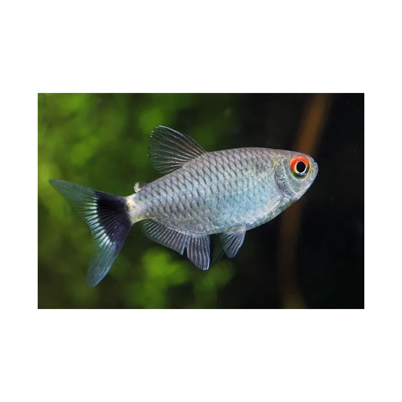 Moenkhausia sanctaefilomenae - 2.5 cm