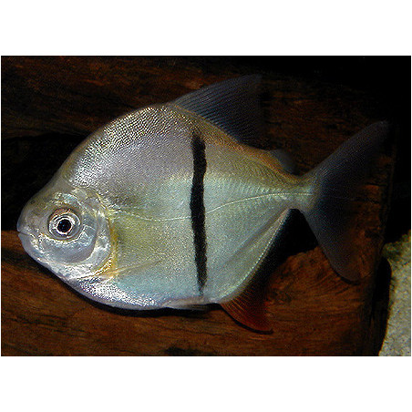 Myleus schomburgki - 3 - 4 cm
