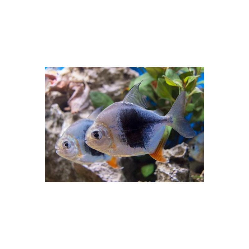 Myleus schomburgki blackberry - 4 - 5 cm