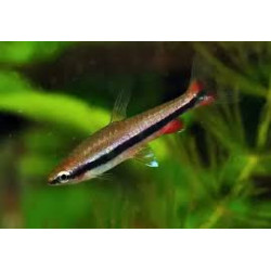 Nannostomus beckfordi - 3 - 4 cm