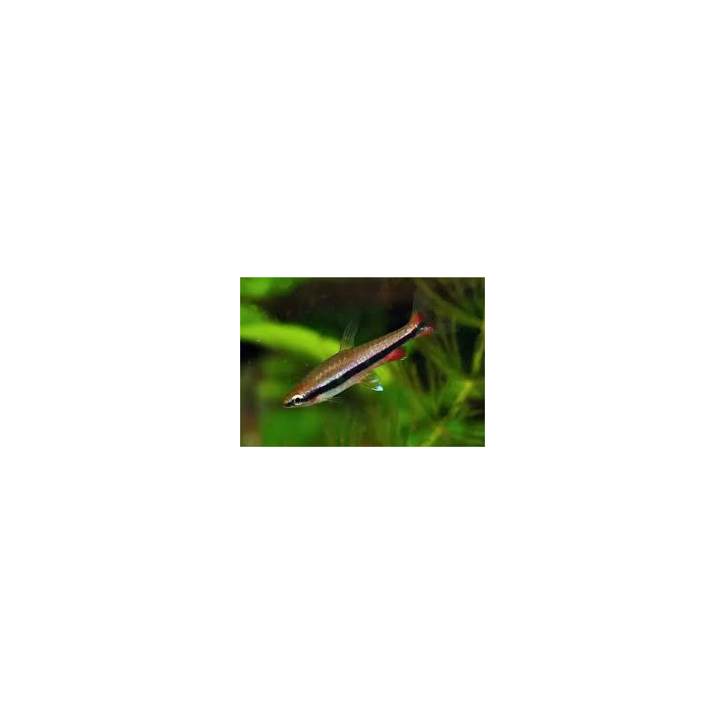 Nannostomus beckfordi - 3 - 4 cm