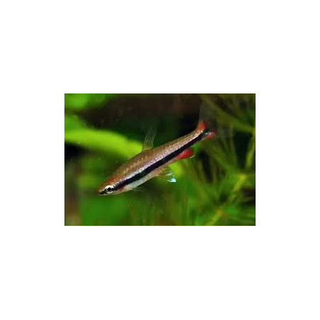 Nannostomus beckfordi - 3 - 4 cm