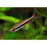 Nannostomus beckfordi - 3 - 4 cm