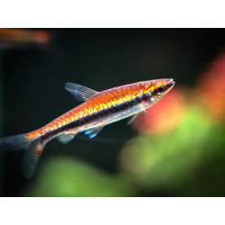 Nannostomus beckfordi red - 2.2 - 2.5 cm