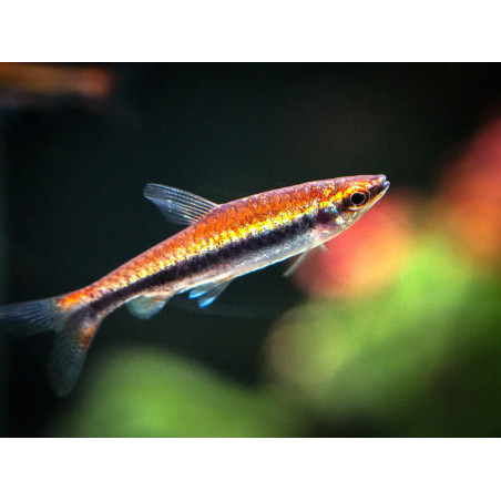 Nannostomus beckfordi red - 2.2 - 2.5 cm