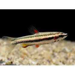 Nannostomus marginatus - 2.5 - 3 cm XL