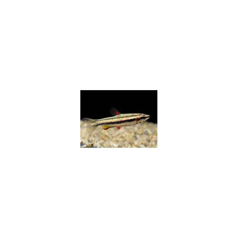 Nannostomus marginatus - 2.5 - 3 cm XL