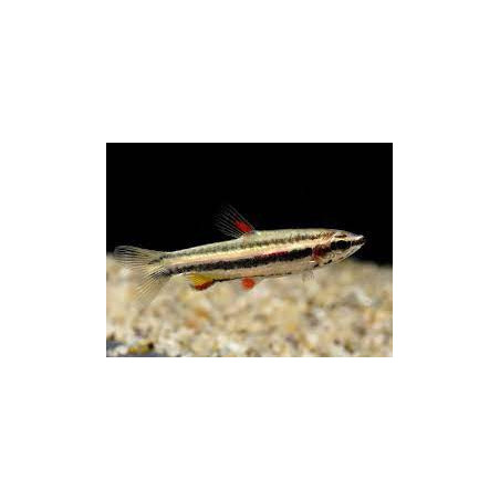 Nannostomus marginatus - 2.5 - 3 cm XL