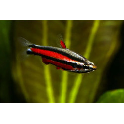 Nannostomus mortenthaleri - 2 cm