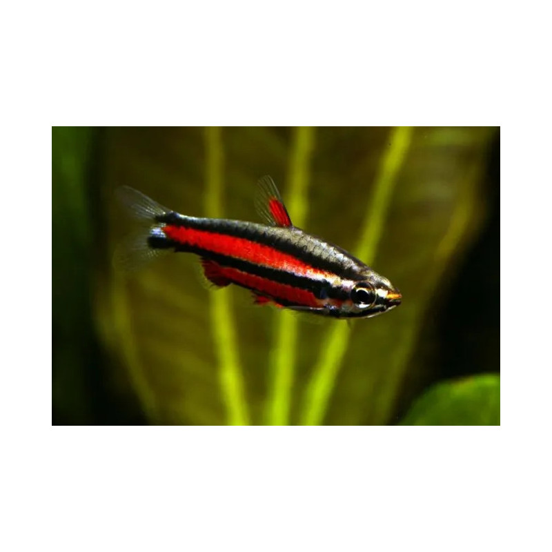 Nannostomus mortenthaleri - 2 cm