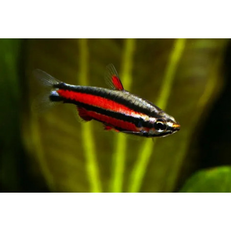 Nannostomus mortenthaleri - 2 cm