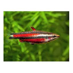 Nannostomus rubrocaudatus perù red II - 2 - 3 cm
