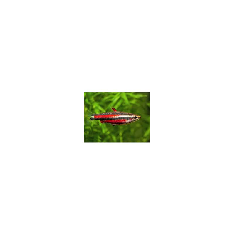 Nannostomus rubrocaudatus perù red II - 2 - 3 cm