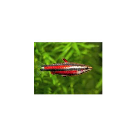 Nannostomus rubrocaudatus perù red II - 2 - 3 cm
