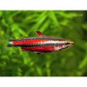 Nannostomus rubrocaudatus perù red II - 2 - 3 cm