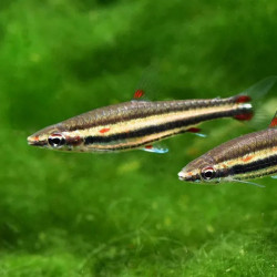 Nannostomus trifasciata - 1.5 - 2 cm