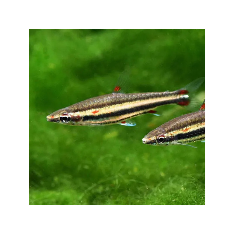 Nannostomus trifasciata - 1.5 - 2 cm