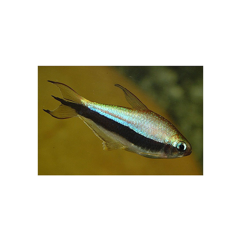 Nematobrycon palmeri - 3 - 4 cm