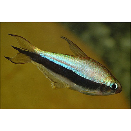 Nematobrycon palmeri - 3 - 4 cm