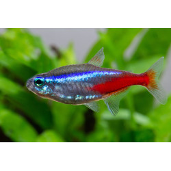Paracheirodon innesi - 2.5 cm