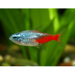 Paracheirodon innesi diamond - 2.5 - 3 cm