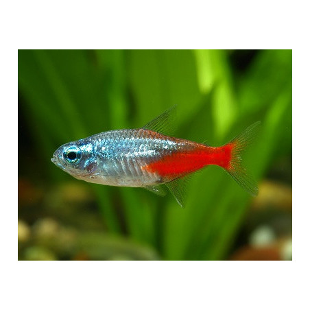Paracheirodon innesi diamond - 2.5 - 3 cm