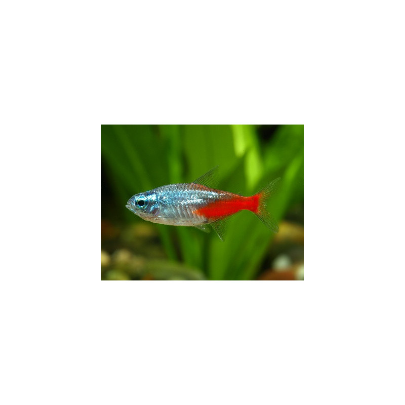 Paracheirodon innesi diamond - XL
