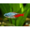 Paracheirodon innesi diamond - XL