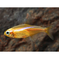 Paracheirodon innesi yellow - 1.5 - 2 cm