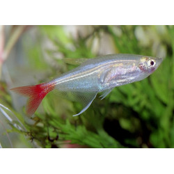 Prionobrama filigera - 3.5 cm