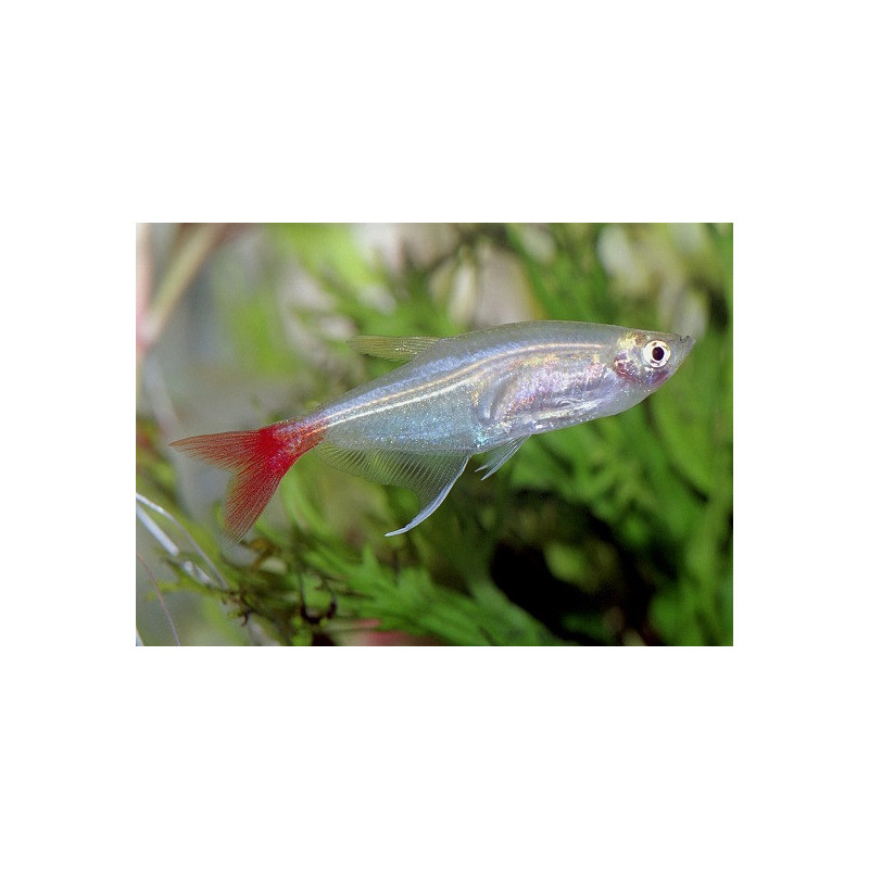 Prionobrama filigera - 3.5 cm