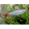 Prionobrama filigera - 3.5 cm