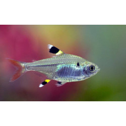 Pristella maxillaris riddlei - 2.5 - 3 cm