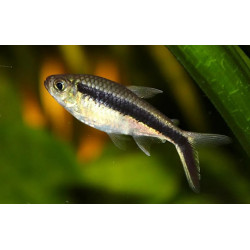 Thayeria boehlkei - 2 - 3 cm
