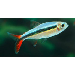 Thayeria rio teles spires - 2.5 cm