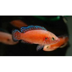 Hemichromis exsul - 5 - 6 cm