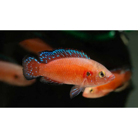 Hemichromis exsul - 5 - 6 cm