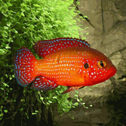 Hemichromis lifalili - 4 - 5 cm