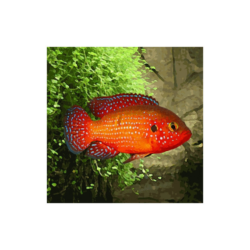 Hemichromis lifalili - 4 - 5 cm