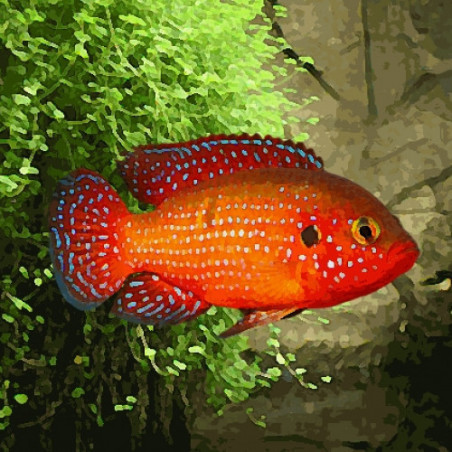 Hemichromis lifalili - 4 - 5 cm