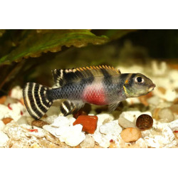 Nanochromis transvertitus - 4 - 5 cm