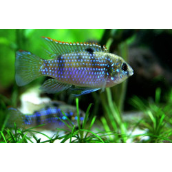 Pelmatochromis thomasi - 2 - 3 cm